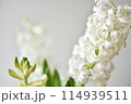 白いヒヤシンス 114939511