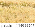 金色の麦畑風景 114939597