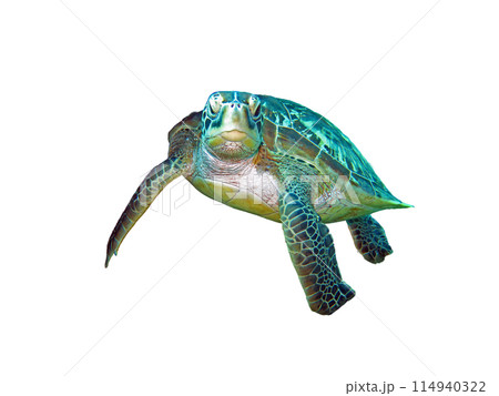 Green Sea Turtle isolated on white background Green Sea Turtle isolated on white background 114940322