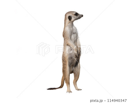 Meerkat or Suricate Suricata suricatta in front of white background 114940347
