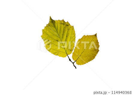 One birch leaf isolated on white background, top view One birch leaf isolated on white background, top view 114940368
