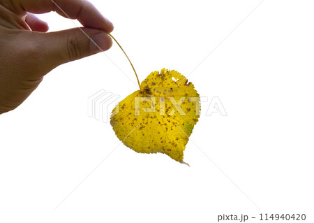 One birch leaf isolated on white background, top view 114940420