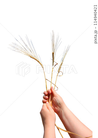 Wheat spikelets in hand isolated on white background Wheat spikelets in hand isolated on white background 114940421