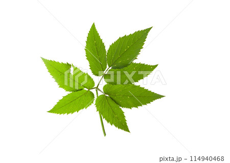 Maple leaf as an autumn symbol on an isolated white background 114940468