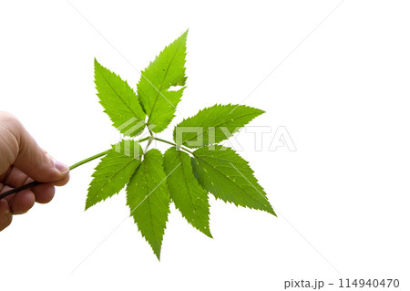 Maple leaf as an autumn symbol on an isolated white background 114940470
