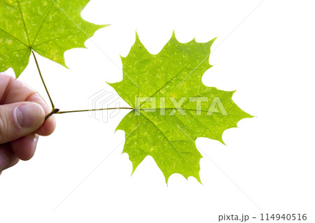 Maple leaf as an autumn symbol on an isolated white background Maple leaf as an autumn symbol on an isolated white background 114940516