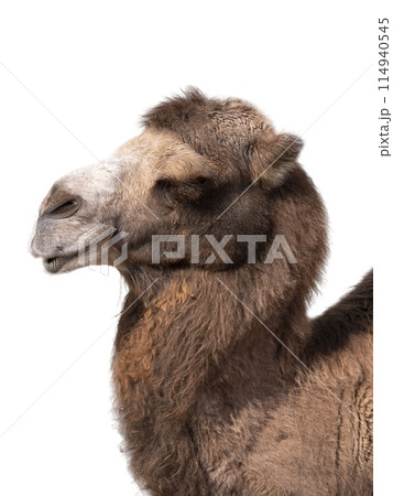 Camel head from the side isolated on a white background 114940545