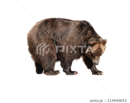 Big brown bear isolated on white background 114940653