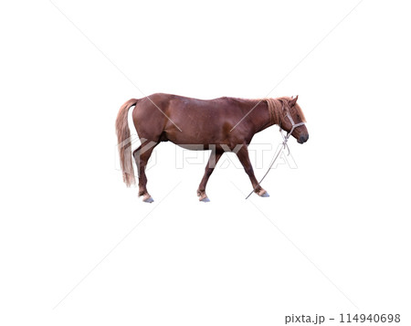 Red regular horse isolated on a white background Red regular horse isolated on a white background 114940698