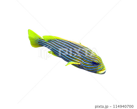 Exotic marine fish on white isolated background with clipping path 114940700