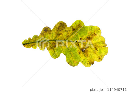 Beautiful oak leaf isolated over white background 114940711