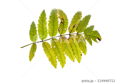 Rowan Sorbus aucuparia leaf isolated on white background 114940712