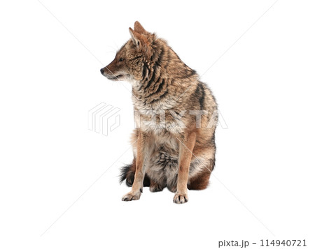Red jackal stands isolated on a white background Red jackal stands isolated on a white background 114940721