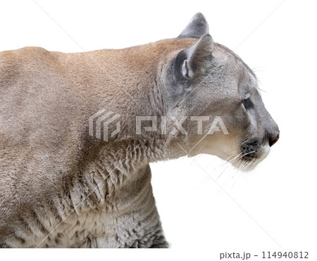 Portrait of a beautiful adult lioness isolated on a white background Portrait of a beautiful adult lioness isolated on a white background 114940812