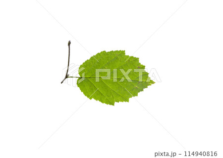 One birch leaf isolated on white background, top view 114940816