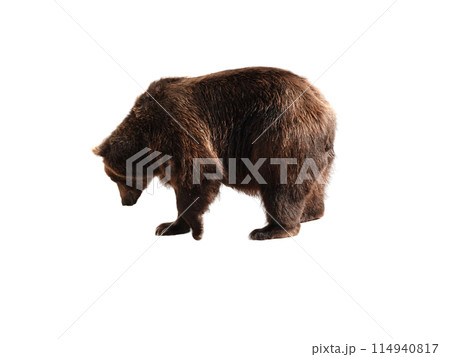 Big brown bear isolated on white background Big brown bear isolated on white background 114940817