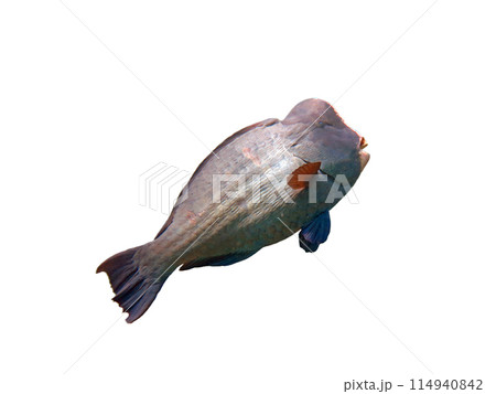 Exotic marine fish on white isolated background with clipping path 114940842