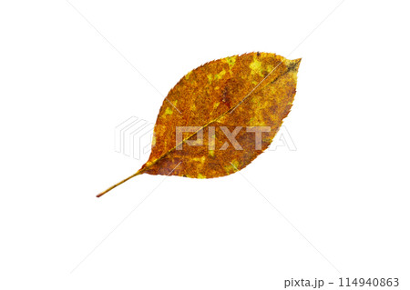One birch leaf isolated on white background, top view 114940863