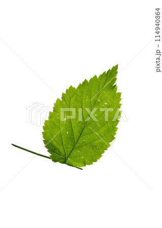 One birch leaf isolated on white background, top view One birch leaf isolated on white background, top view 114940864