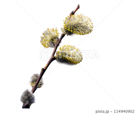 Willow branches with blossoming fluffy silver earrings isolated on white background 114940902