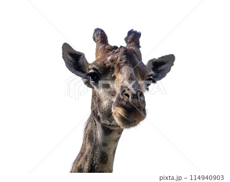Close up shot of giraffe head isolate on white Close up shot of giraffe head isolate on white 114940903