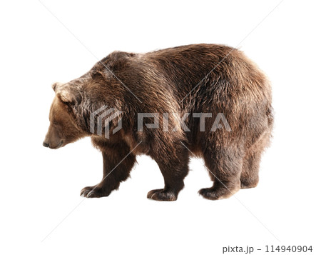 Big brown bear isolated on white background Big brown bear isolated on white background 114940904