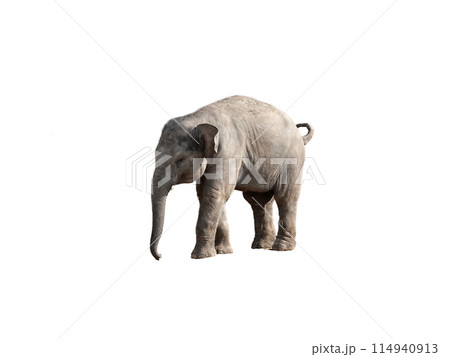 Little Asian elephant calf on isolated white background 114940913