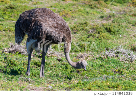 Osterich near cape of good hope 114941039