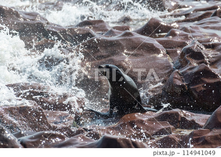 Seal emerging from the sea Seal emerging from the sea 114941049
