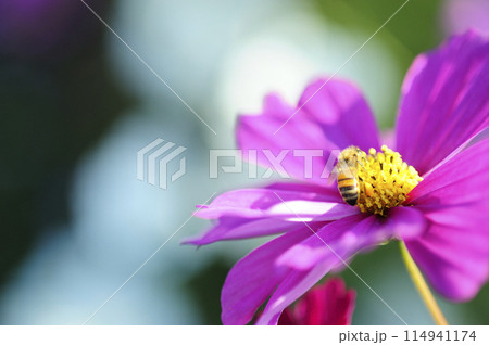 いつか見た　コスモス畑 114941174