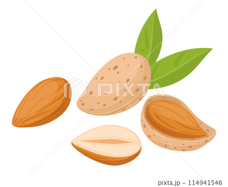 Cartoon almonds. Delicious tasty almond snack, raw almonds in shell flat vector illustration. Crunchy almond nuts on white 114941546