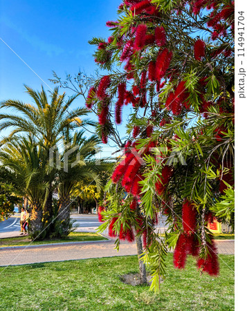 Blooming Callistemon citrinus, Callistemon, bottlebrushes, red flowers, palm on the background 114941704