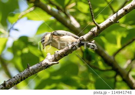 初夏の森で枝にとまるヤマガラ幼鳥 114941748