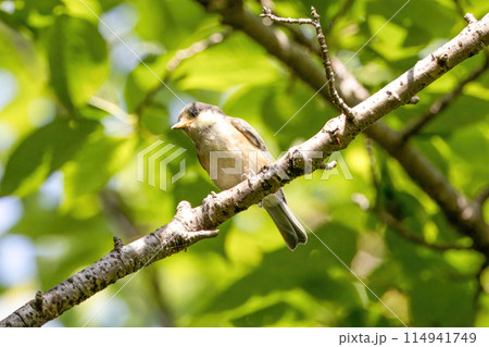 初夏の森で枝にとまるヤマガラ幼鳥 初夏の森で枝にとまるヤマガラ幼鳥 114941749