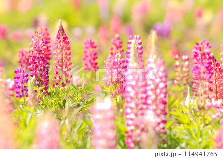 綺麗に咲いたルピナス 114941765