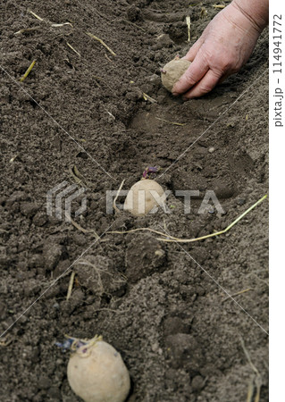 Person plants potatoes among grass, natural materials, and rocks in soil Person plants potatoes among grass, natural materials, and rocks in soil 114941772