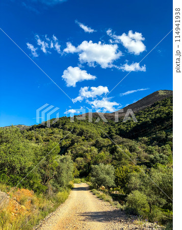 A dirt footpath road in the middle of a forest Sierra Nevada, Spain, Andalusia A dirt footpath road in the middle of a forest Sierra Nevada, Spain, Andalusia 114941938