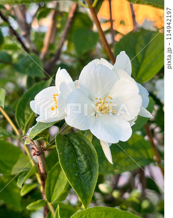 Close-up on a white flower of Philadelphus coronarius, Peasant jasmine, sweet mock orange, English dogwood. 114942197