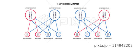 Dominant inheritance pattern Dominant inheritance pattern 114942205