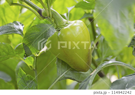 green bell pepper ripening in the sun on bush branch. organic food 114942242