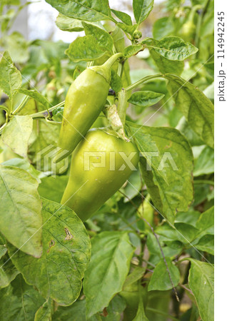 green bell pepper ripening in the sun on bush branch. organic food 114942245