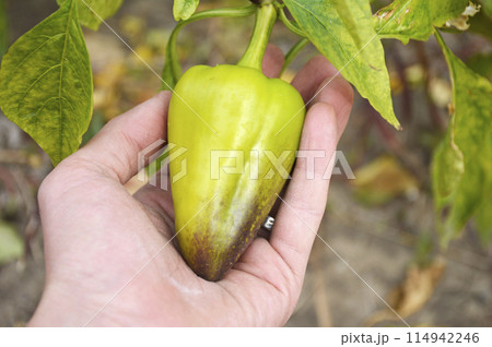 green bell pepper ripening in the sun on bush branch. organic food 114942246
