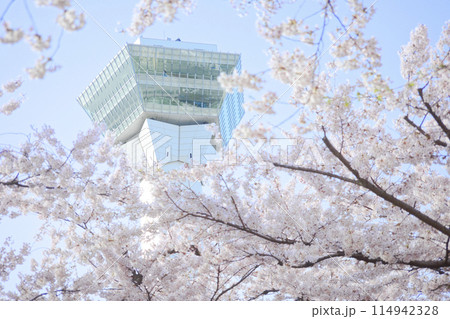 五稜郭タワーと桜 五稜郭タワーと桜 114942328