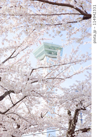 五稜郭タワーと桜 五稜郭タワーと桜 114942331