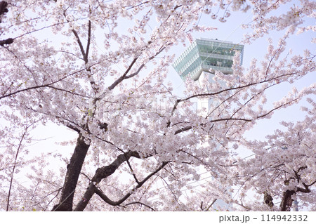 五稜郭タワーと桜 五稜郭タワーと桜 114942332