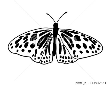 Monochrome butterfly silhouette cut out black 114942341