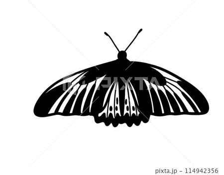 Monochrome butterfly silhouette cut out black  114942356