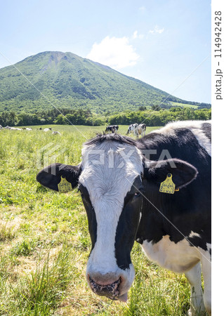 大山 で放牧中の牛たち（大山まきばみるくの里付近） 114942428