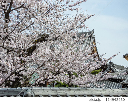 春の小牧市の寺の景色 春の小牧市の寺の景色 114942480