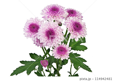【菊 SPマム パープル】 (深度合成) 【菊 SPマム パープル】 (深度合成) 114942481